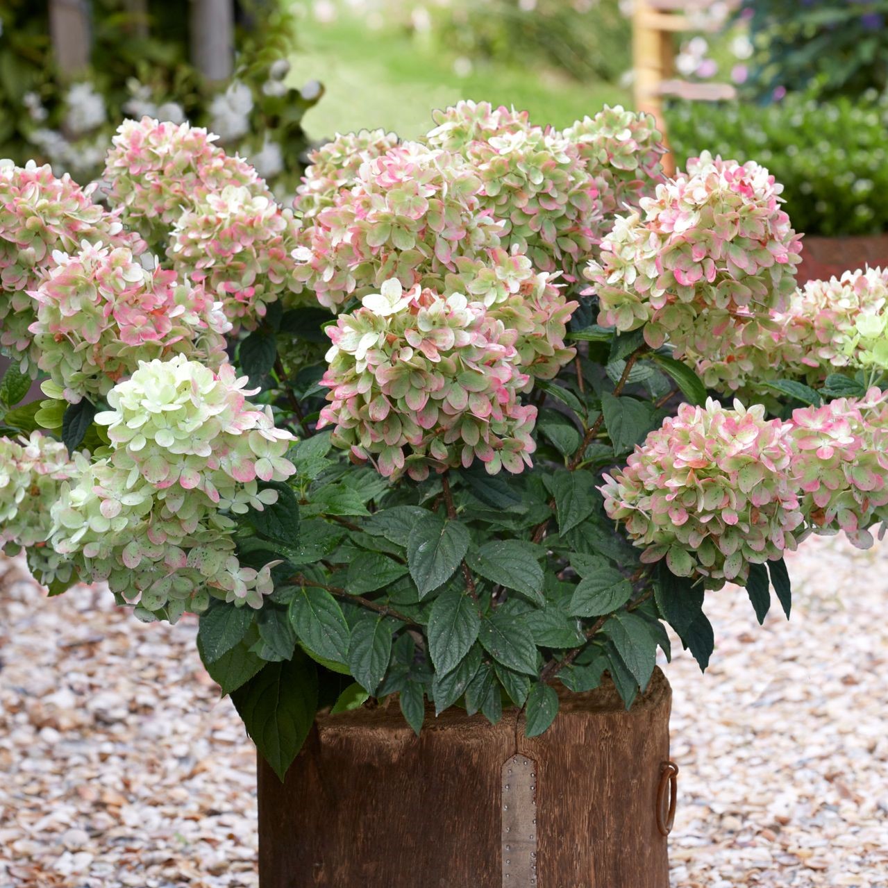 Гортензия метельчатая Гарденлайт Пинк Лайт